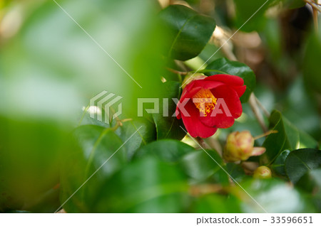 茶花 茶花 33596651