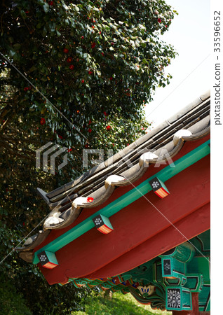 Camellia, Seununsa, Gochang-gun, Jeonbuk 33596652