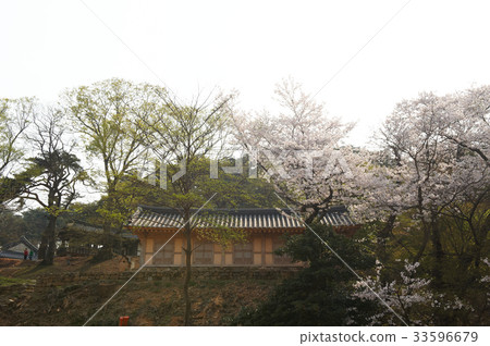 櫻花，形狀城堡，高敞郡，全北 33596679