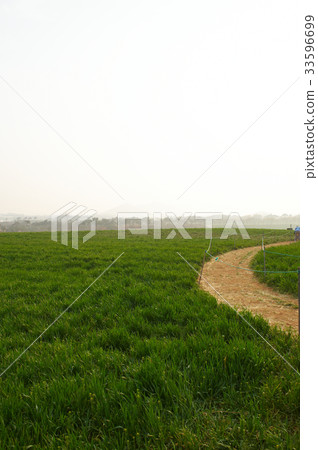 Barley field, Gochang-gun, Jeonbuk 33596699