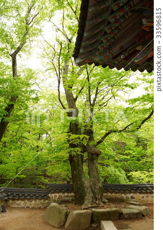 Tongdosa, Yangsan, Gyeongnam 33596815