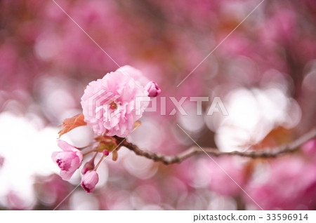 Double cherry tree 33596914