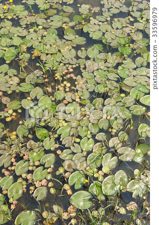 池塘 池塘 33596979