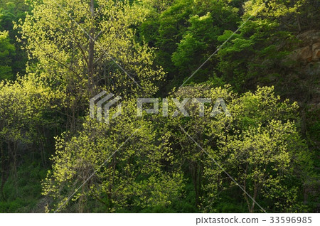 tree tree 33596985