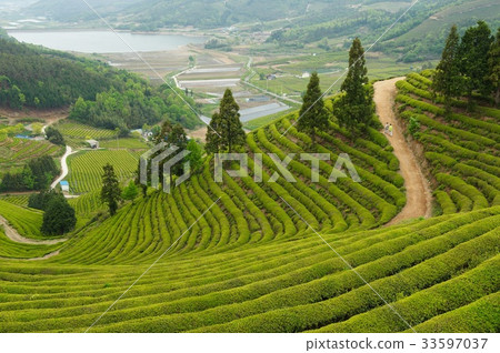 全州寶城郡寶城大道 全州寶城郡寶城大道 33597037