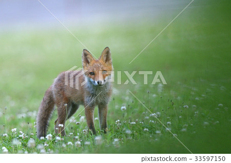 Kita狐狸的孩子們 33597150