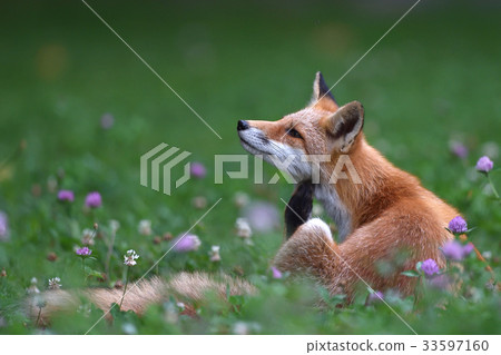 Children of Kita fox 33597160