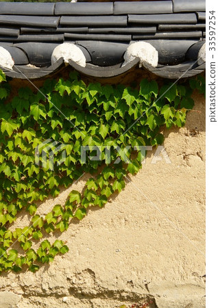 Ivy, Fence, Sunbichon, Youngju, Gyeongbuk 33597254
