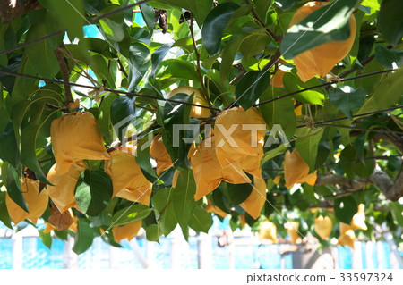 多摩川Nashi Hosui 33597324