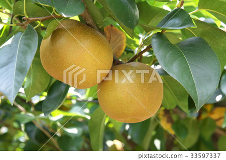 多摩川Nashi Hosui 33597337