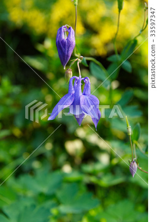 Peach flower Peach flower 33597347