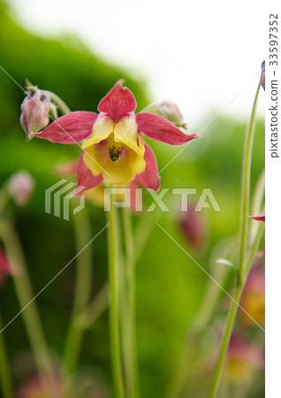 Peach flower 33597352