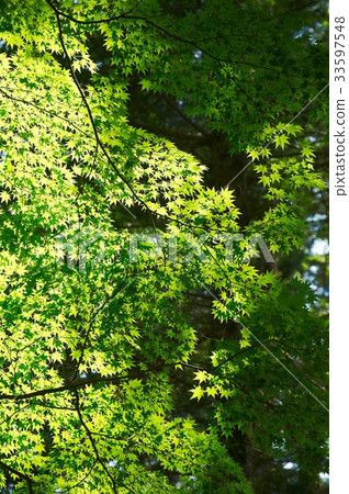 Maple tree 33597548