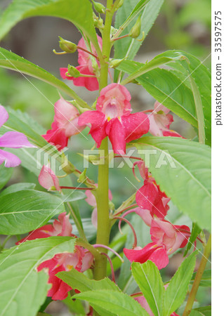 Garden Balsam 33597575