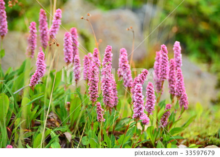 Polygonum · Affin Polygonum · Affin 33597679