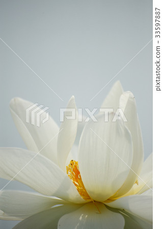 蓮花 33597887
