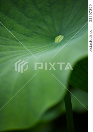 A lotus leaf A lotus leaf 33597899