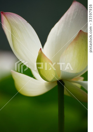 Lotus Lotus 33597916