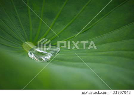 Lotus leaf, dew 33597943