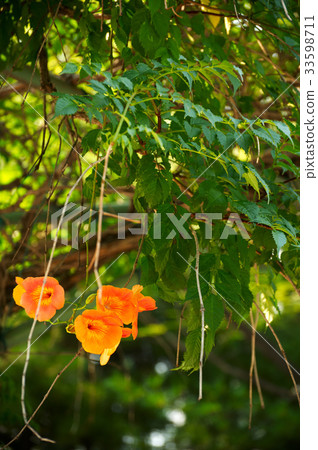 Laxification 33598711