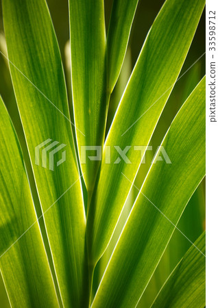 leaf leaf 33598712