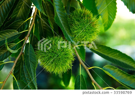 chestnut bur 33598769