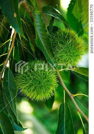 chestnut bur 33598770