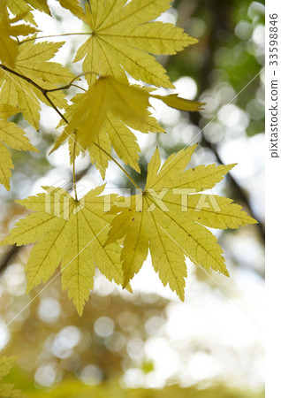 leaf leaf 33598846