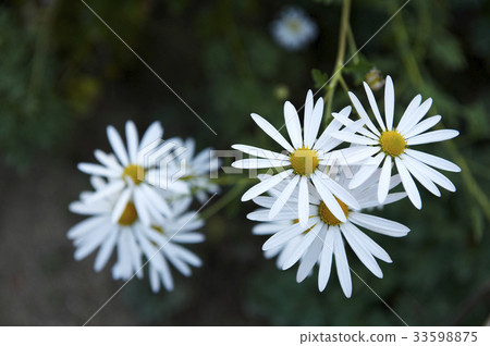 Wildflower 33598875
