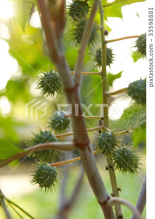 Castor Castor 33598881