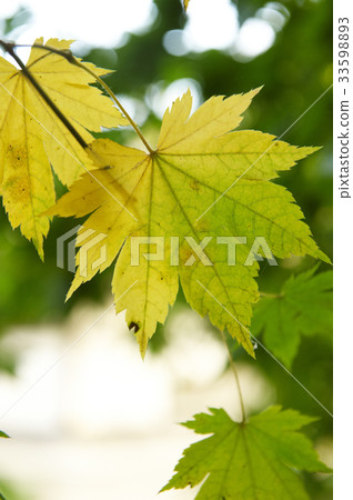 leaf leaf 33598893