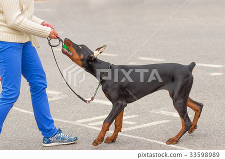 Doberman Pinscher dog close-up 33598989