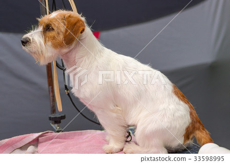 dog of terrier Close-up 33598995