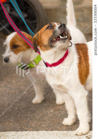 dog of terrier Close-up dog of terrier Close-up 33599004