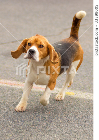 Hunting dog close-up Hunting dog close-up 33599005