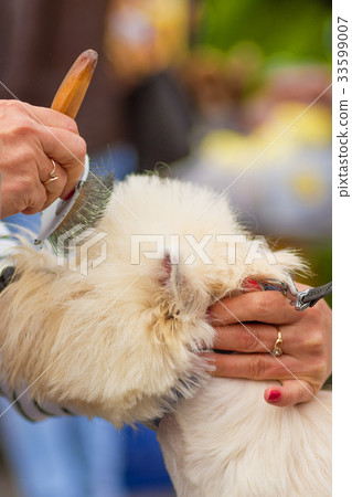 Haircut dogs professional master 33599007
