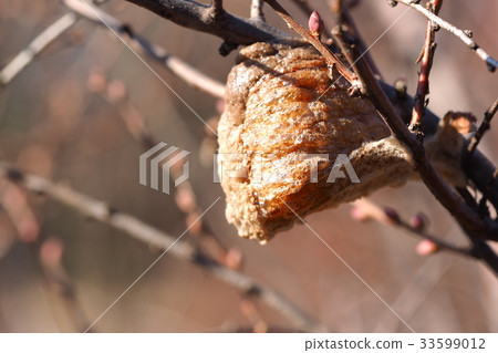 狼的蛋 狼的蛋 33599012