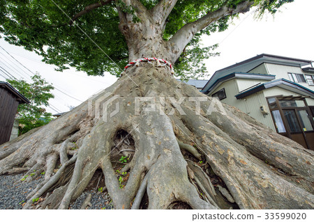 A key to the zelkova of Yutotsuka Azawa Prefecture Yuzawa 33599020