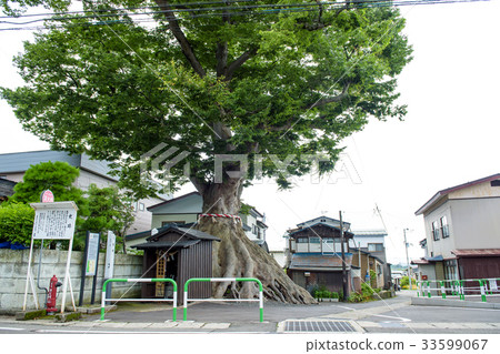 The keyhole zelkova Akita Prefecture The keyhole zelkova Akita Prefecture 33599067