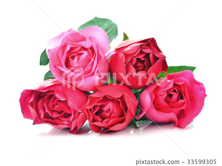 rose flower on white background 33599305