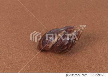 shell snail on background shell snail on background 33599429
