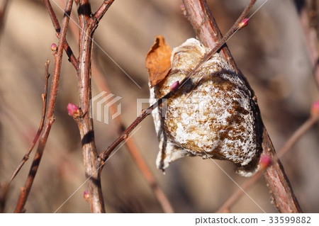 Bell-bellied praying mantis eggs 33599882