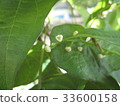 Ginkgo biloba (Nagaimo) flower 33600158