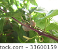 Gecko (Nagaimo) Mukago 33600159