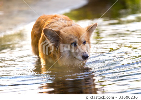 corgi fluffy portrait corgi fluffy portrait 33600230