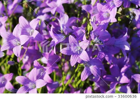 Flower of Campanula patula spreading bellflower in 33600636