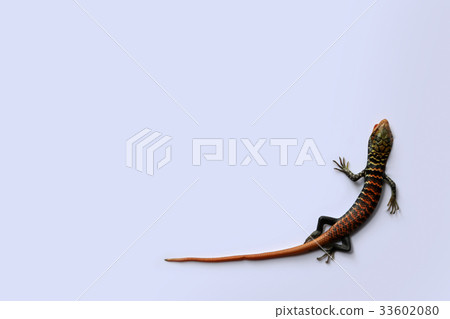 Little colorful lizards on the white background 33602080