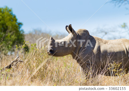 Isolated puppy rhinoceros, South Africa Isolated puppy rhinoceros, South Africa 33602155