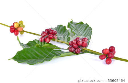 Coffee beans on a white background Coffee beans on a white background 33602464