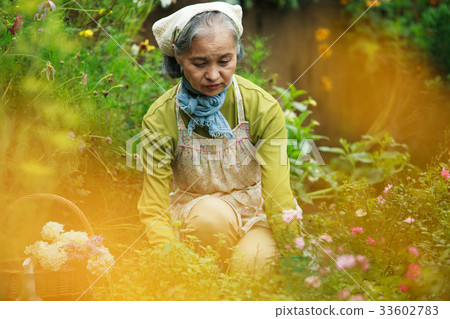 Senior gardening Senior gardening 33602783